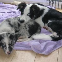 I've got another puppy (with pics)