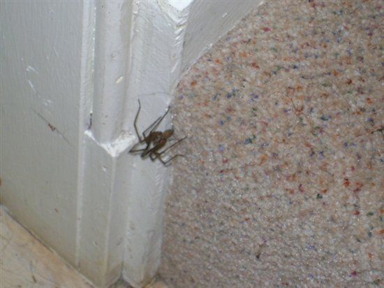 Re: OT Gigantic spider in my living room!!!