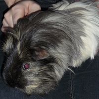 RERe: RERe: RERe: Show me your pets!