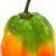 Capsicum