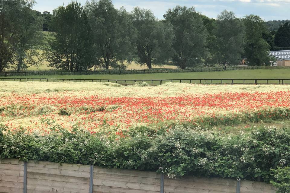 The Hare’s Field