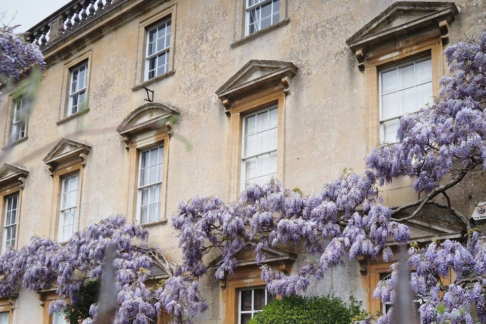 Wisteria