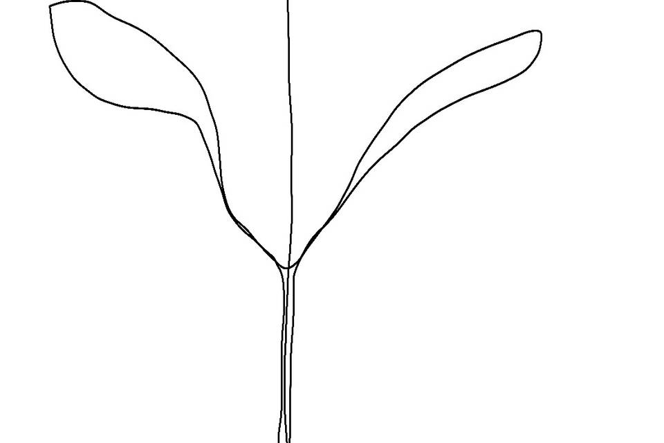 Floral line drawing