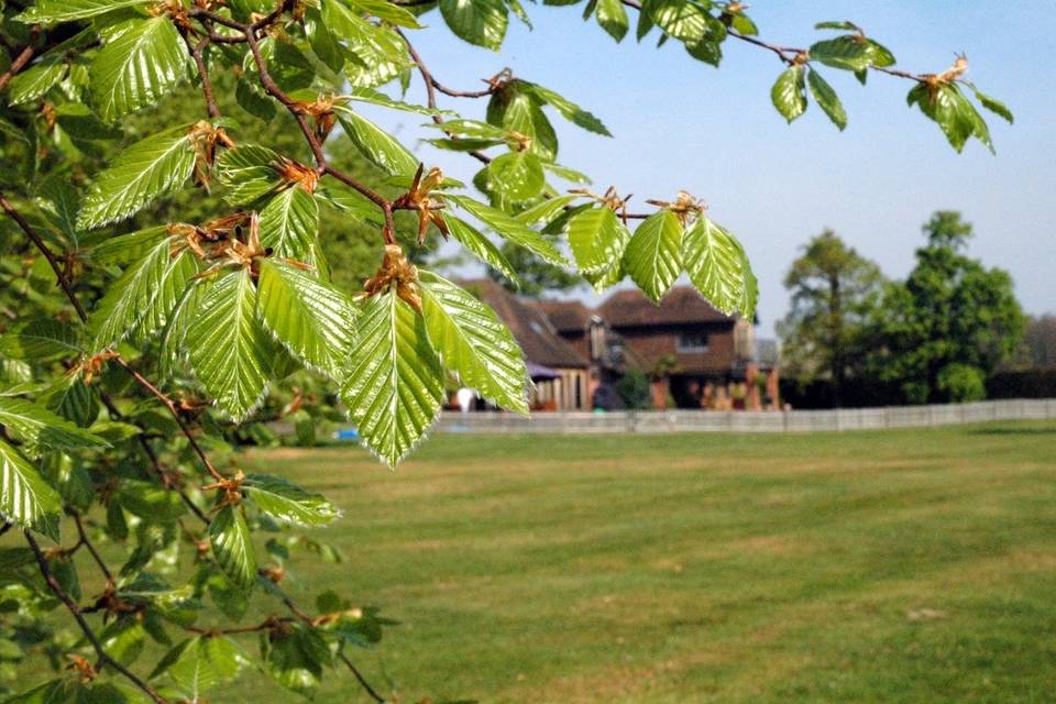 Main lawn