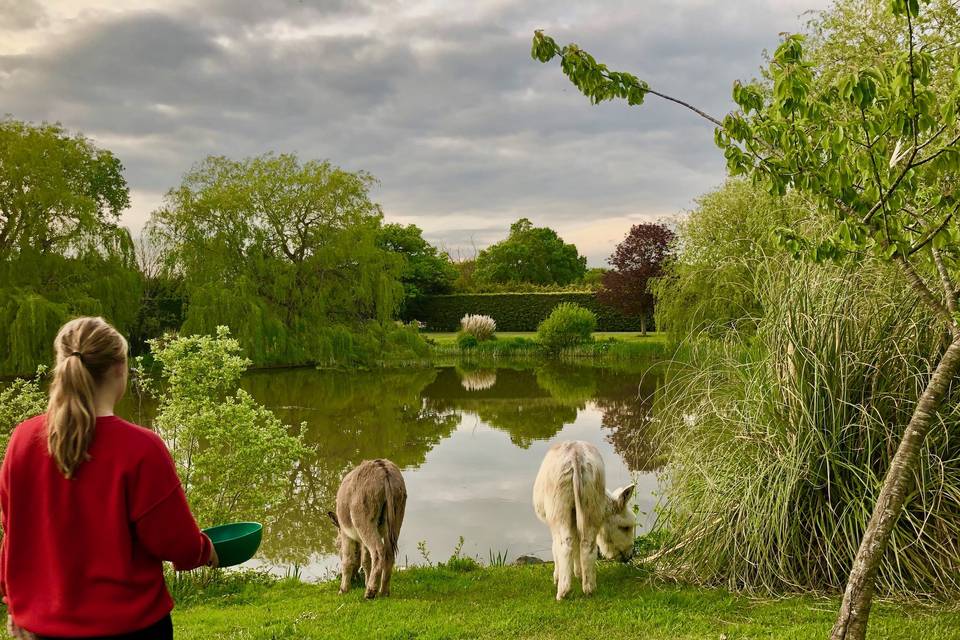 Miniature Donkeys.