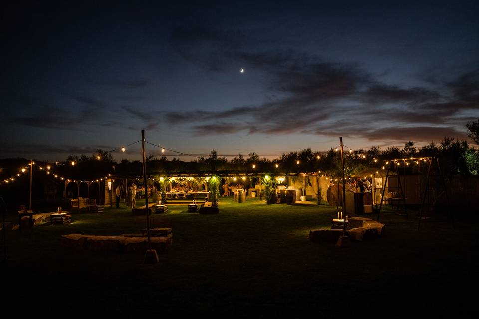 Olive groove at night