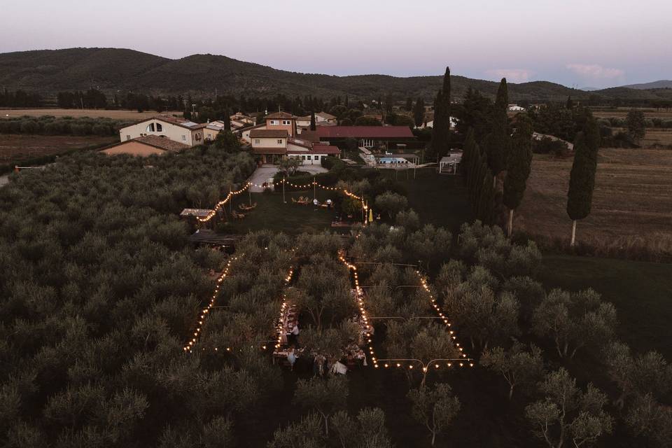 Set up in the olive grove