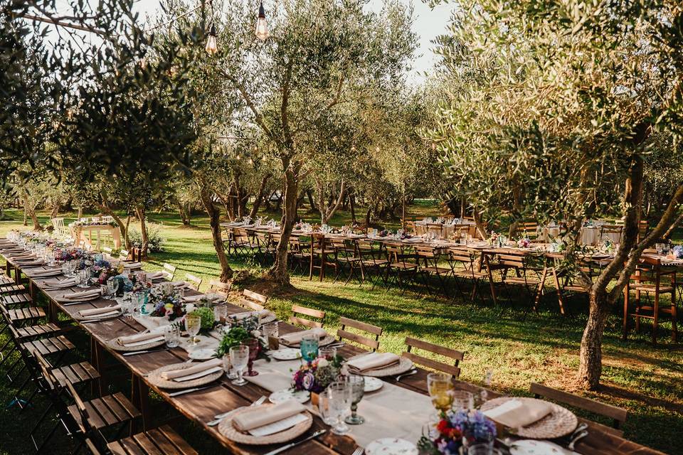 Table in the olive grove