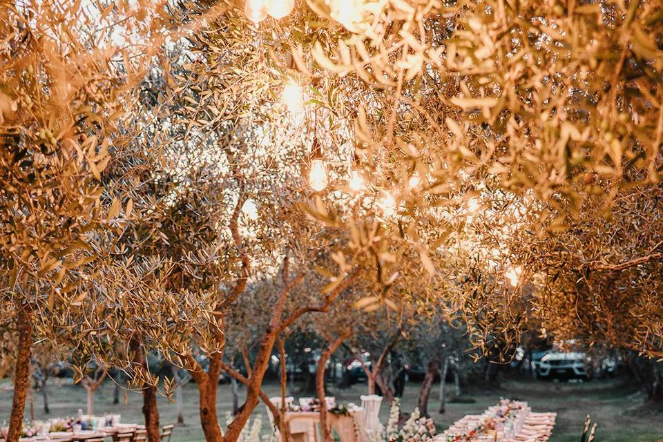 Table in the olive grove