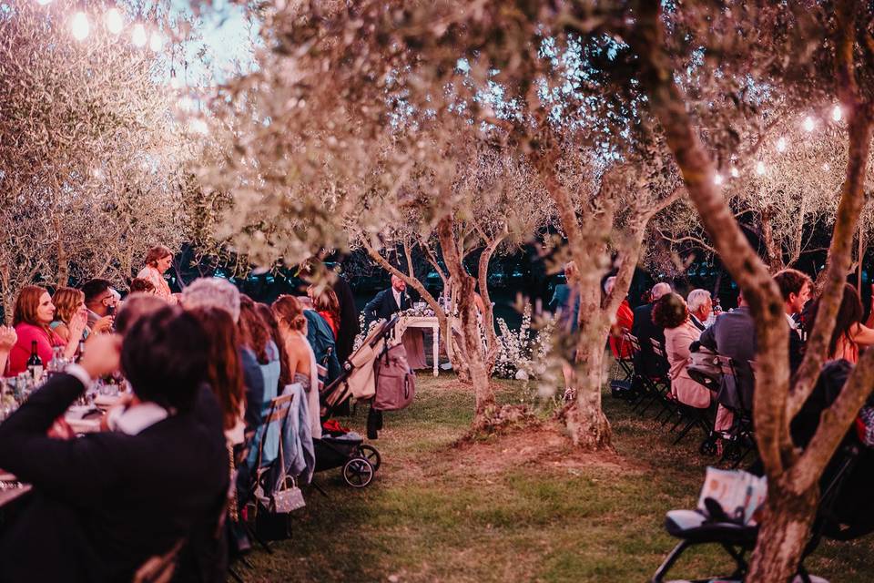 Dinner in the olive grove