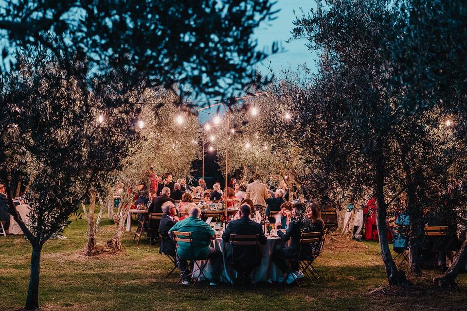 Dinner in the olive grove