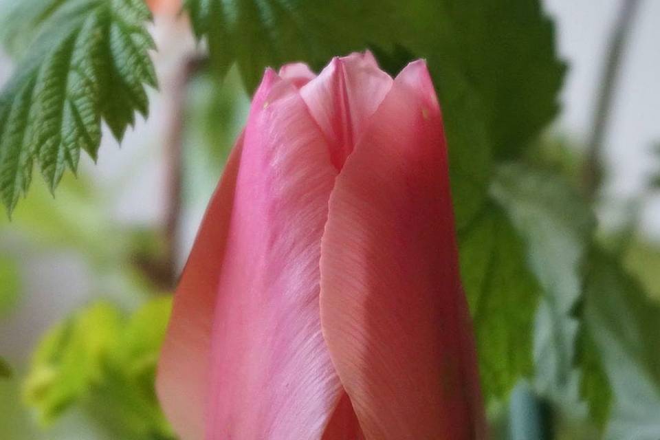 Elm Street Flower tulip pink