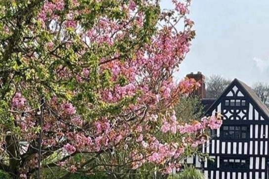 Spring blossom