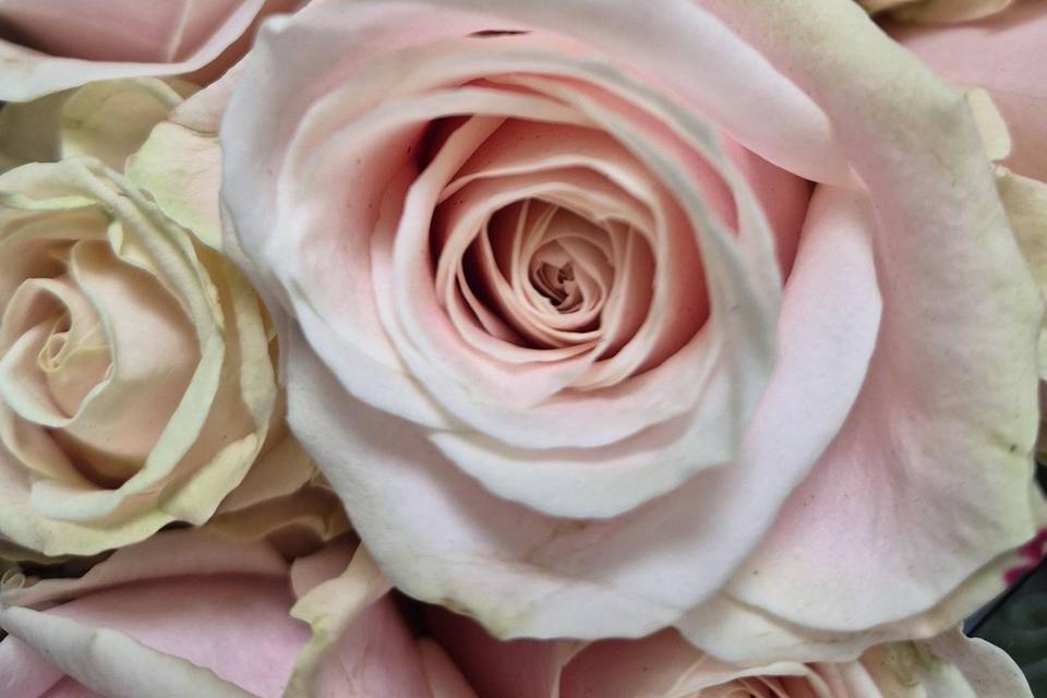 Sweet avalanche roses