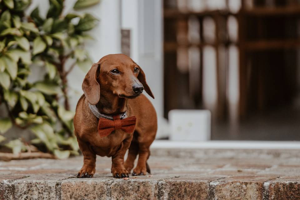 Dog friendly weddings