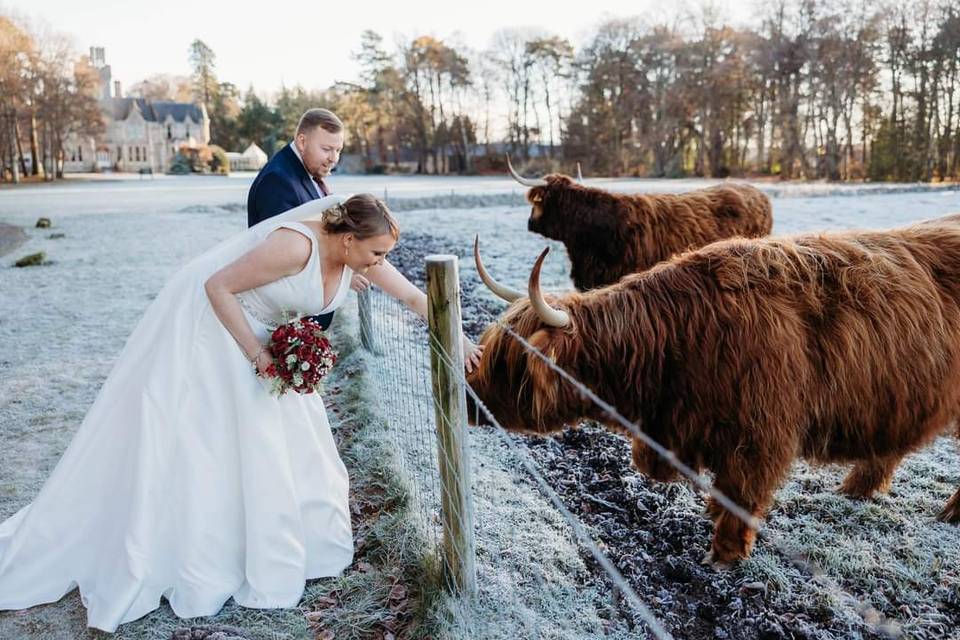 Highland Coos