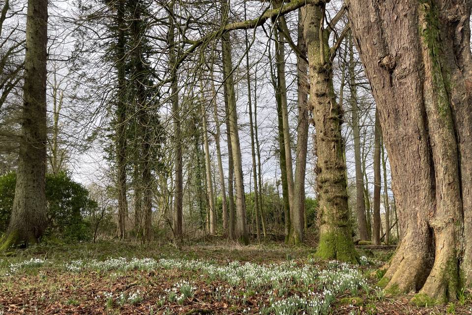 Gardens in winter