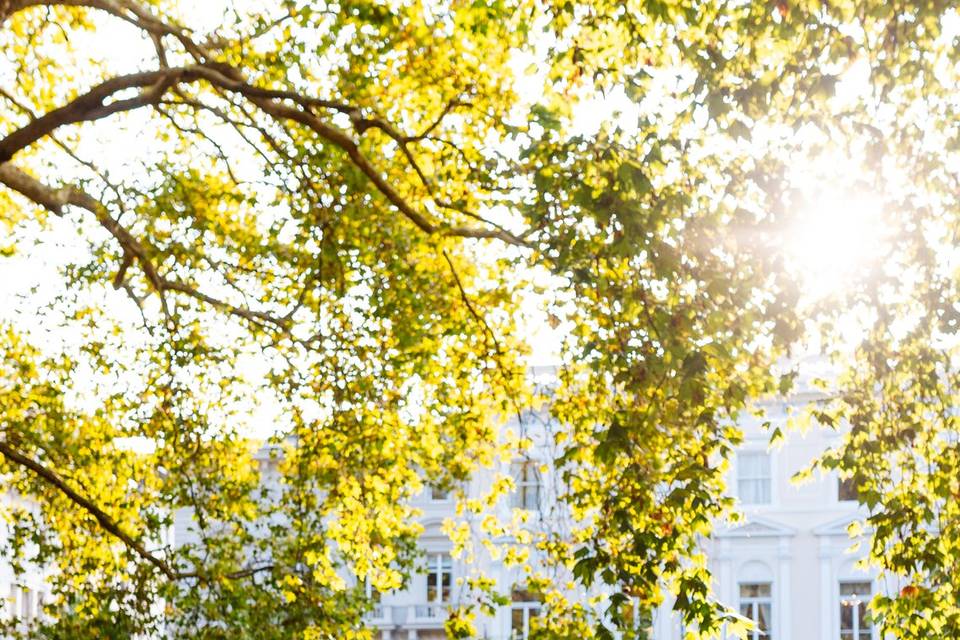 Golden Light