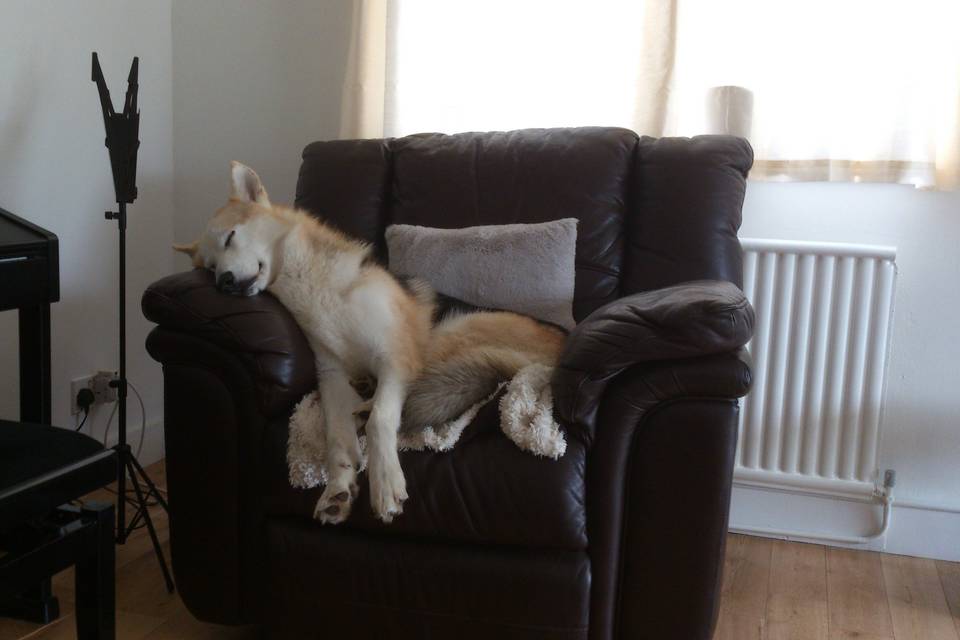 My husky in my music room!