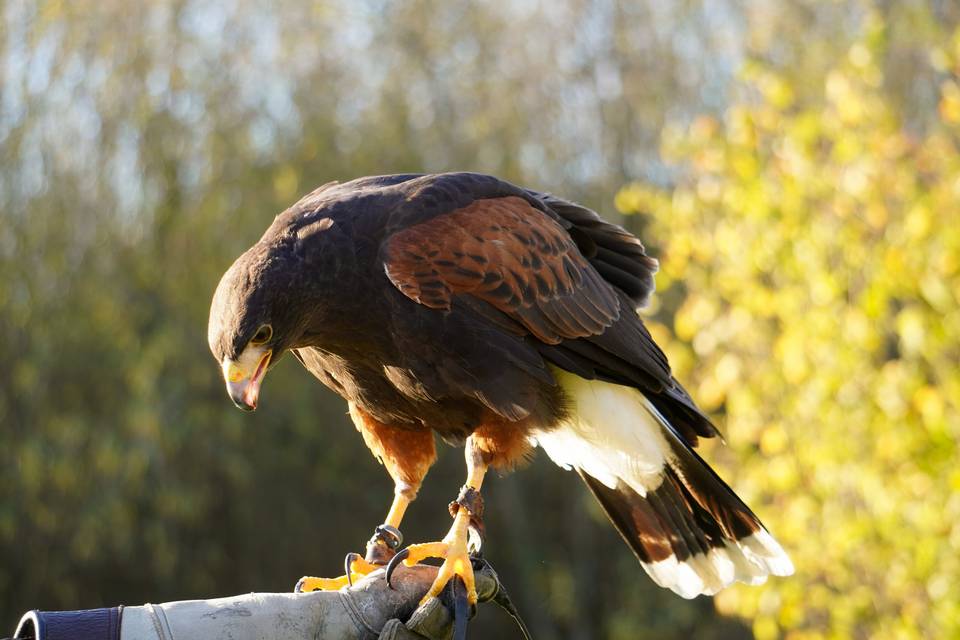Midnight the Harris Hawk
