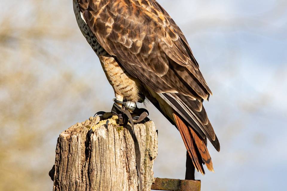 Maggie the Buzzard