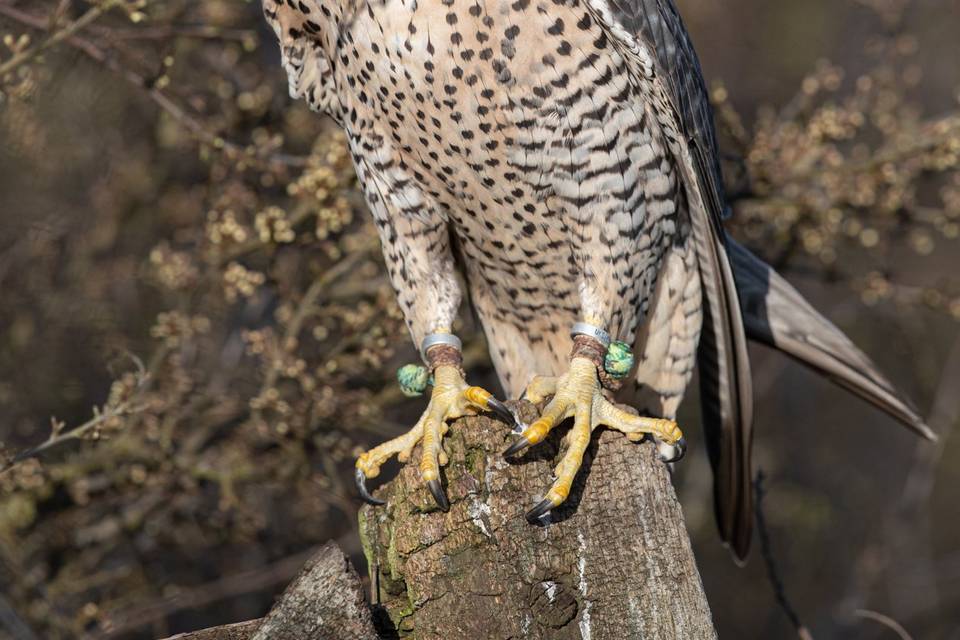 Daisy the Peregrine