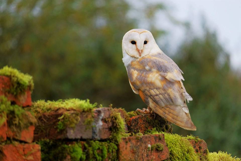Juliet the Barn Owl