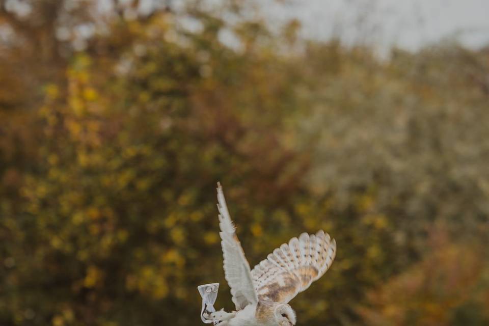 Owl Ring Bearer