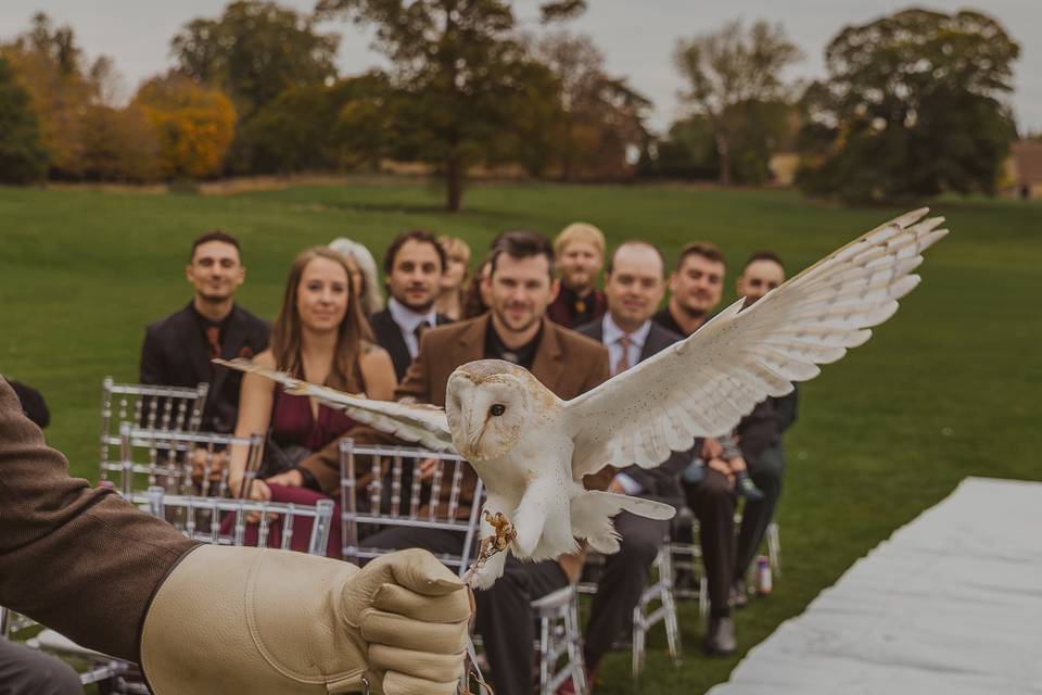 Owl Ring Bearer