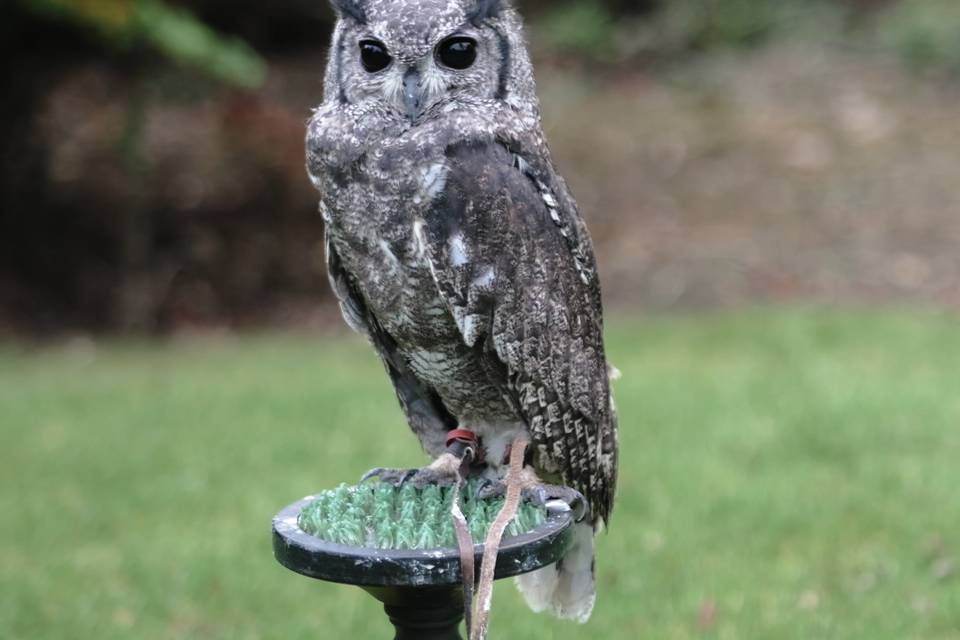 Bingo (Vermiculated Eagle Owl)