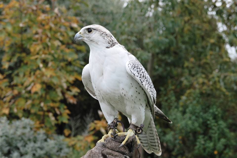 Gerda the Gyrfalcon