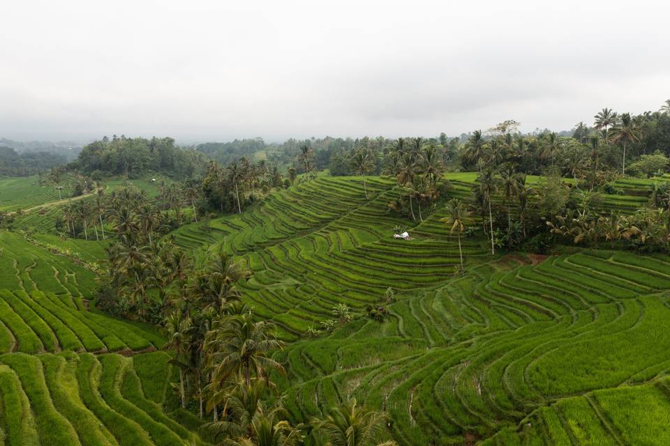 Rice Terraces, Indonesia