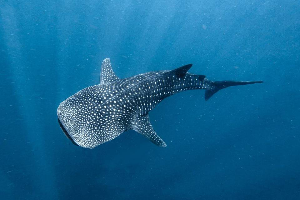 Whale shark, Leyte