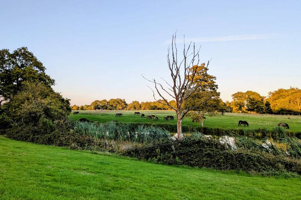 Exmoor ponies