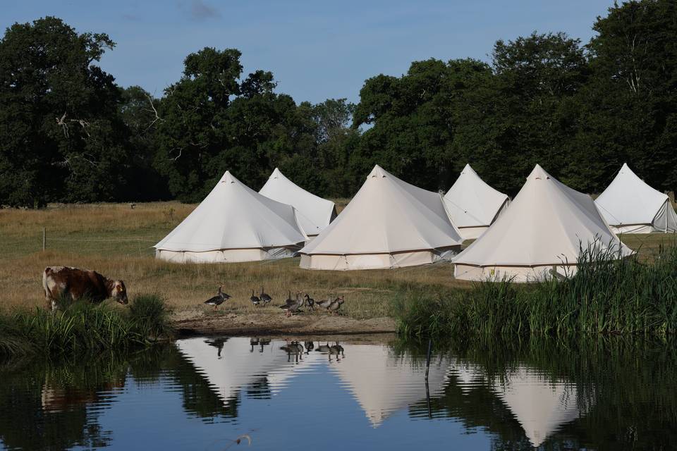 Bell tents and longhorn