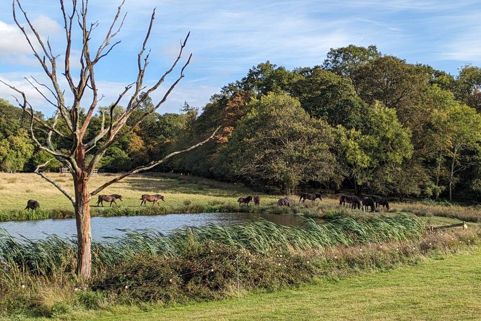 Exmoor ponies