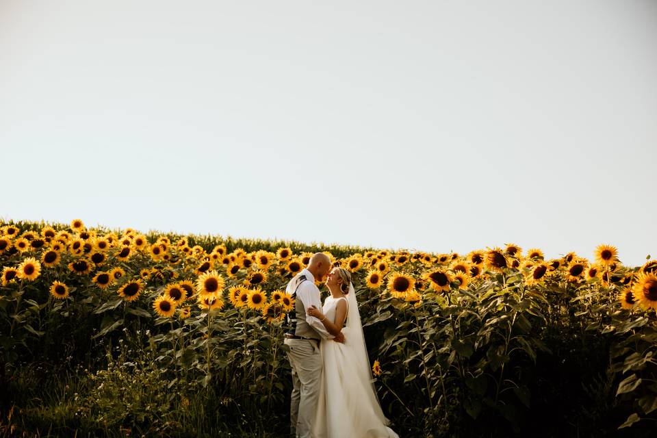 Sunflower field