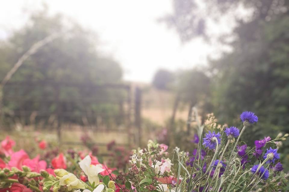 Wild and wonderful flowers