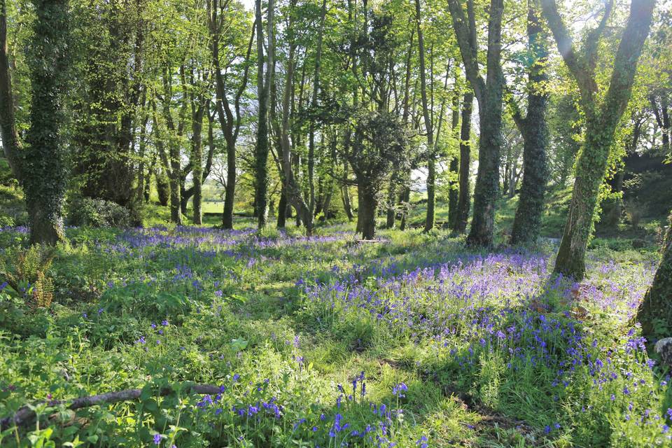 The Woodland at Ty Fry