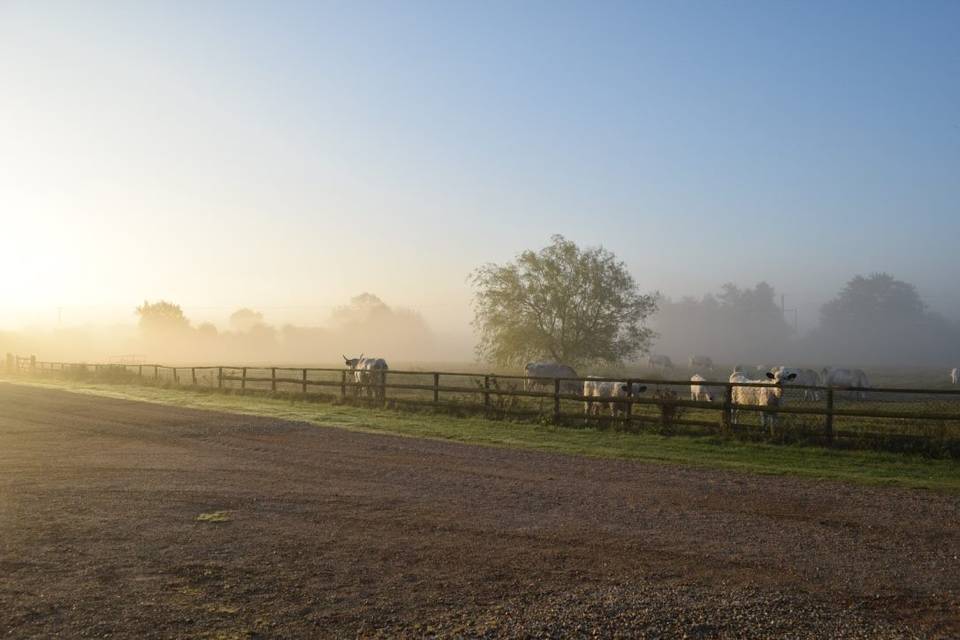 Cows in the field