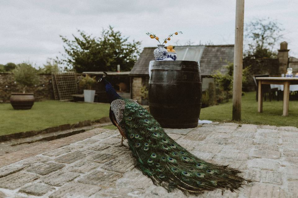 The peacocks