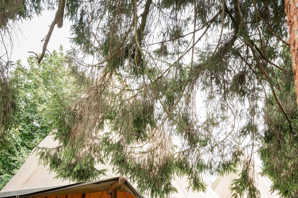 Tipi