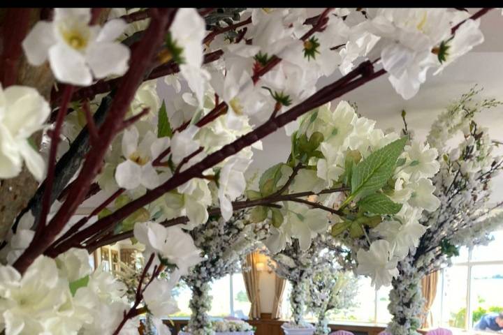 Blossom and magnolia trees