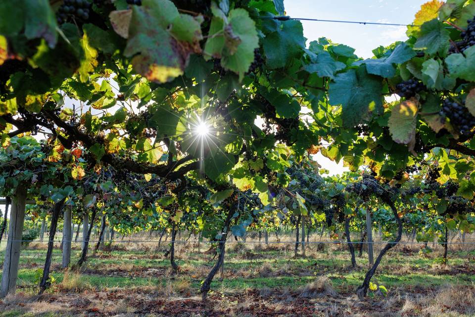 Vineyard light