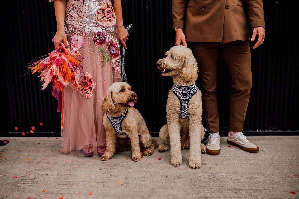 DOGS AT A WEDDING