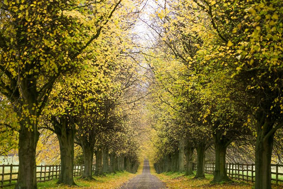 Tree lined driveway