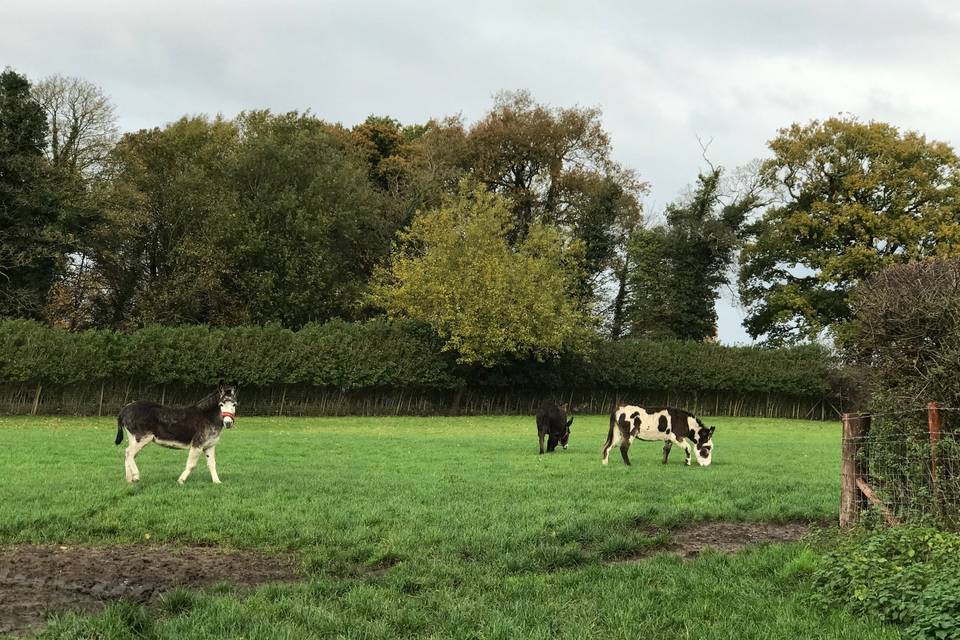 Donkeys on site