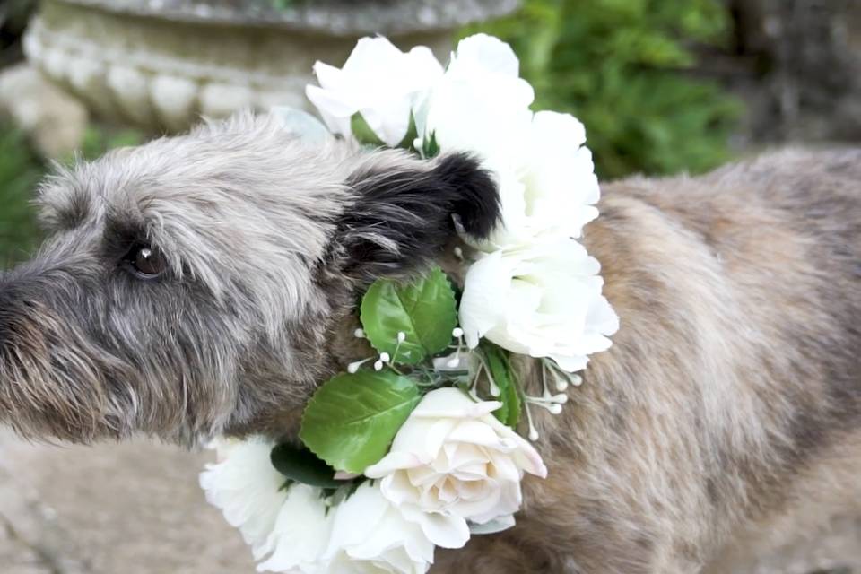 Ring Bearer