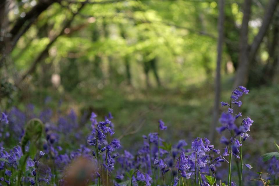 Bluebells April-May