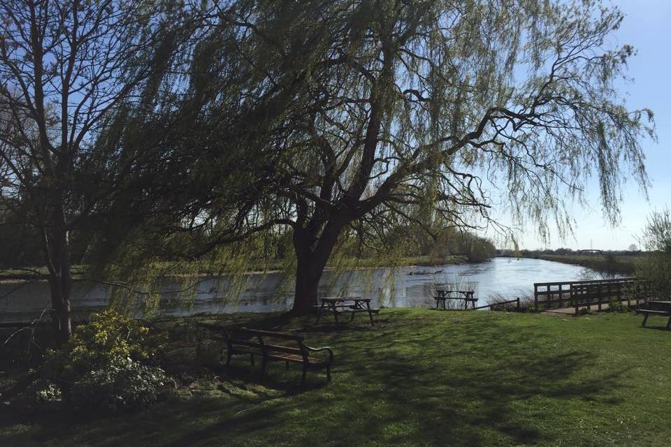 Riverside willow